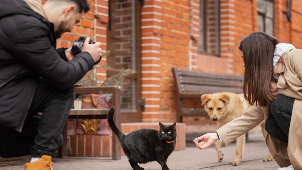 Cat Found at Hwy KK Trailer Park by School Forest