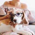 A Clear-Eyed Look: Comprehensive to Dog Eye Health Issues