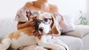 Dog Eye Health Issues